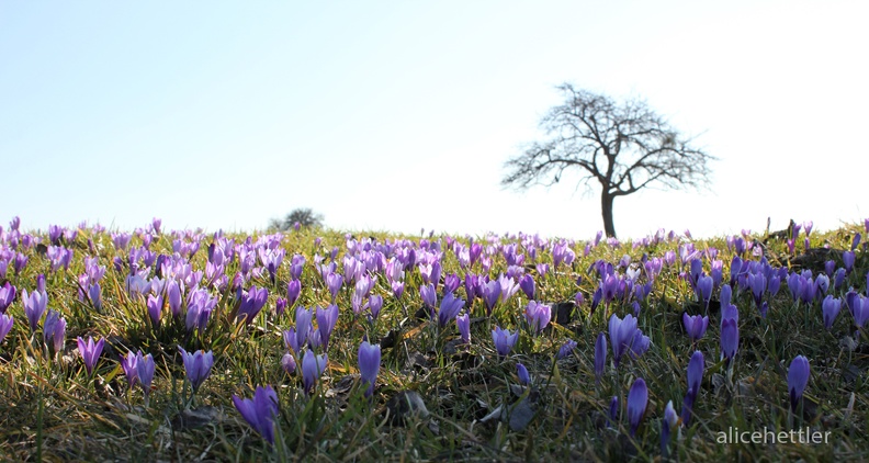 Zavelsteiner Krokoswiese 1.JPG